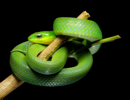 属蛇2021年十一月运势 属蛇2021年十一月运势