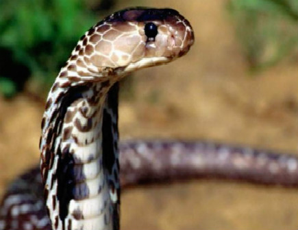 属蛇2021年十二月运势