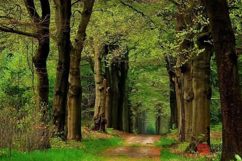 大林木命的女人命运如何 大林木命的女人命运如何