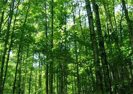 大林木命的女人命运如何 大林木命的女人命运如何