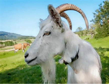 属羊2021年四月运势 属羊2021年四月运势