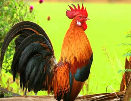 属鸡2021年二月运势 属鸡2021年二月运势