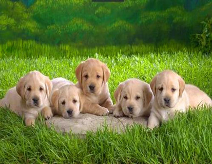 属狗2021年八月运势