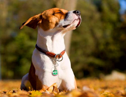 属狗2021年十月运势