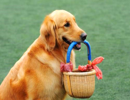 属狗2021年十二月运势 属狗2021年十二月运势