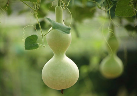 葫芦的寓意和象征 葫芦的寓意和象征