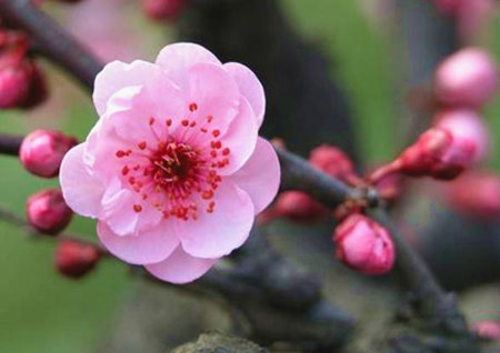 怎么催旺桃花运