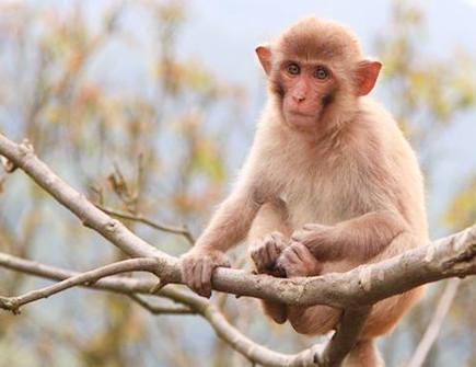 属猴2021年桃花运好吗 属猴2021年桃花运好吗