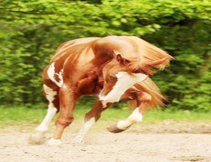 属马的本命佛及其作用 属马的本命佛及其作用