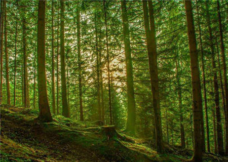 八字木多之人的特征 八字木多之人的特征