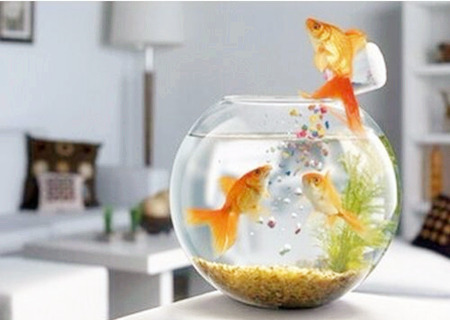 鱼缸放在什么方位最旺财 鱼缸放在什么方位最旺财