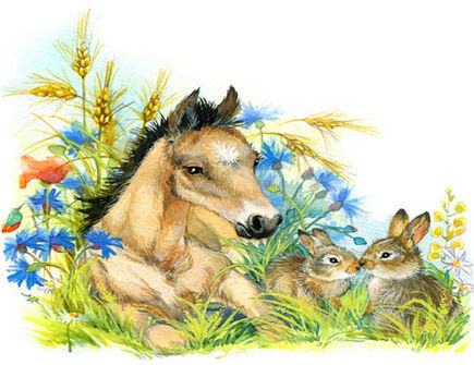 属兔和属马合不合