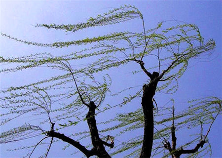 杂气偏印格的女命特点 杂气偏印格的女命特点