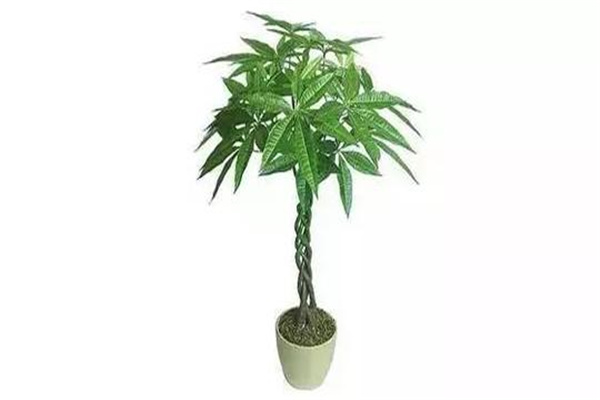 财位摆放什么风水物好 财位摆放什么风水物好