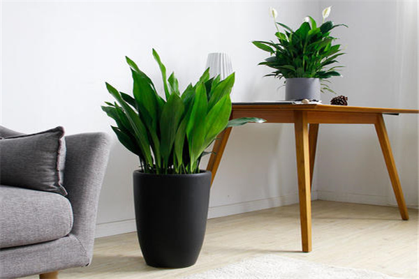 卫生间植物风水