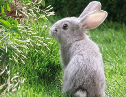 属兔2021年桃花运旺的月份