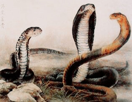 属蛇和属蛇合不合