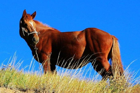 属马和属马合不合
