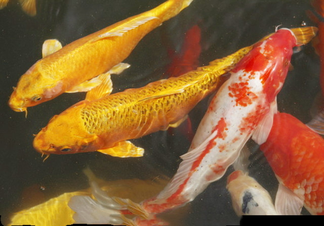 锦鲤的风水开运作用 锦鲤的风水开运作用