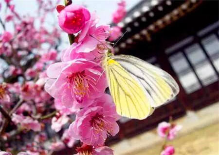 命中烂桃花多的女命八字特征