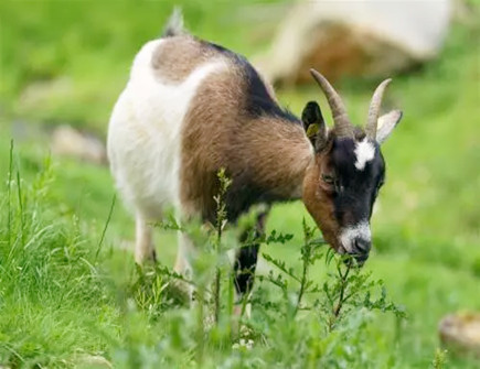 羊和狗1_副本.jpg 羊和狗1_副本.jpg