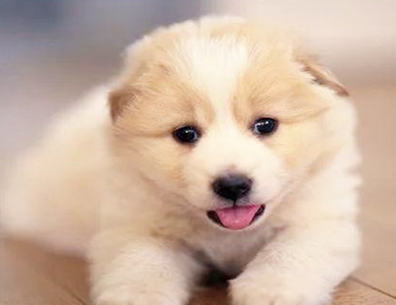 属狗和属牛合不合