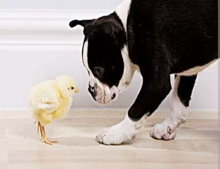 属狗和属鸡合不合 属狗和属鸡合不合