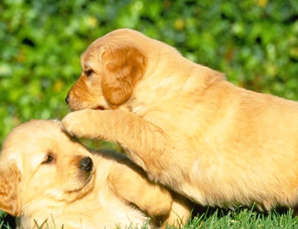 属狗和属狗合不合 属狗和属狗合不合