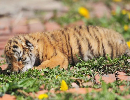 什么生肖和属虎的人相克