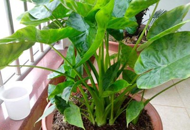 进门看到什么植物摆件好