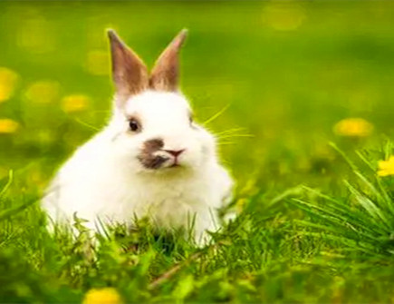 属兔的上等婚配生肖有哪些 属兔的上等婚配生肖有哪些