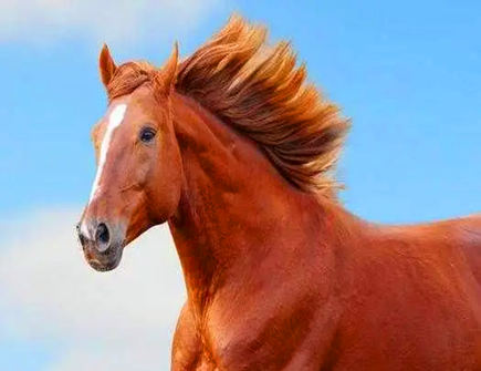 属马的上等婚配生肖有哪些