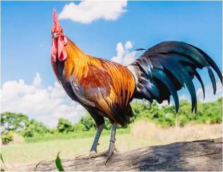 属鸡的下等婚配生肖有哪些