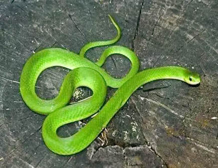 属蛇和属鼠婚姻怎么样