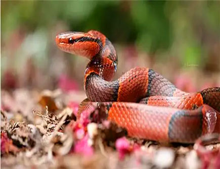 属蛇适合和什么属相做生意 属蛇适合和什么属相做生意