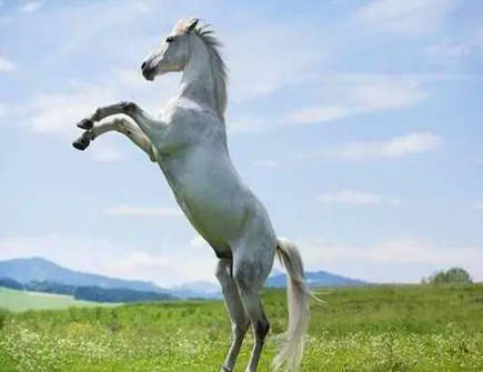 属马在哪些方面不自觉感到自卑