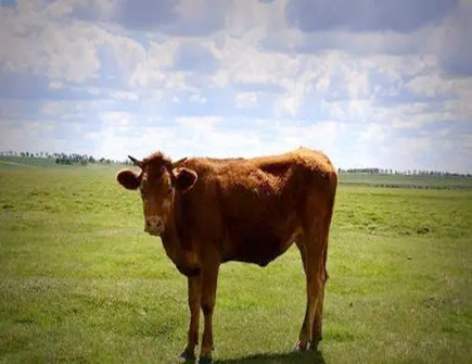 属牛与属鼠2021年生孩子好吗 属牛与属鼠2021年生孩子好吗