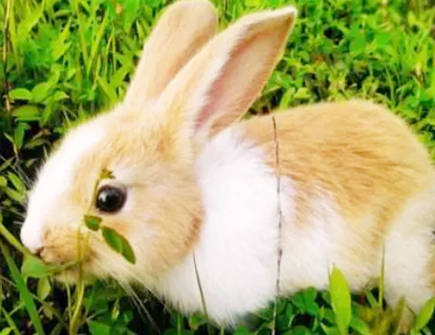 属兔与属鼠2021年生孩子好吗 属兔与属鼠2021年生孩子好吗