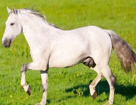 属马与属鼠2021年生孩子好吗