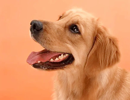  属狗与属鼠2021年生孩子好吗