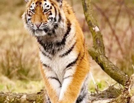 属虎人谈恋爱需要注意的事项 属虎人谈恋爱需要注意的事项