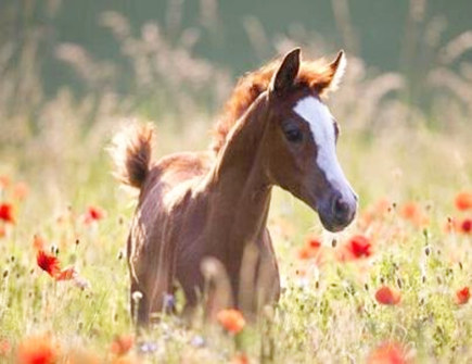 属马人谈恋爱需要注意的事项