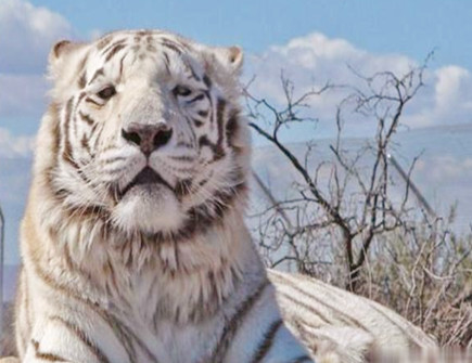 属虎在2021年会有什么吉星