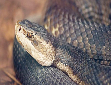 2021年属蛇人几月能走好运