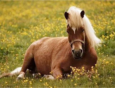 属马职场上的必胜法宝 属马职场上的必胜法宝