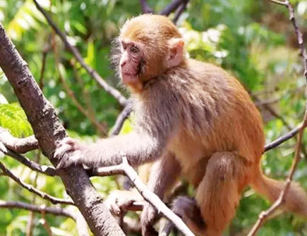 属猴人适合和什么属相交朋友 属猴人适合和什么属相交朋友