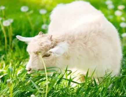 怎么和属羊人和睦相处