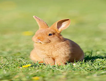 属兔女面对背叛如何开导自己 属兔女面对背叛如何开导自己