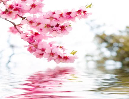 女生如何通过风水布局提升桃花运 女生如何通过风水布局提升桃花运