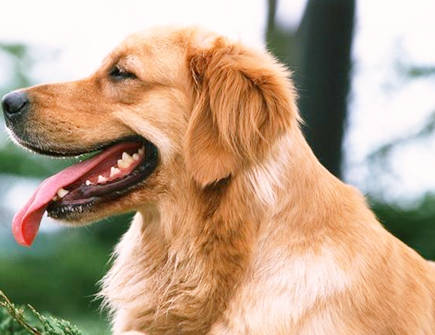 属狗女面对背叛如何开导自己